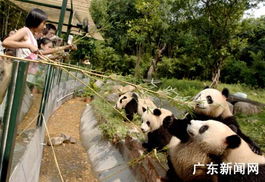广州香江野生动物世界